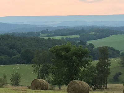 view with sheep