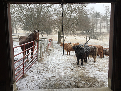 cattle with horse