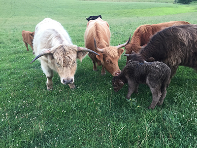 Scottish Highland cattle