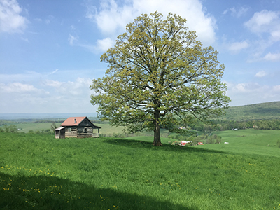 cabin on a hill