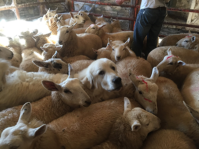 dog with sheep