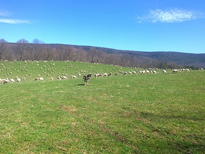sheep on the farm