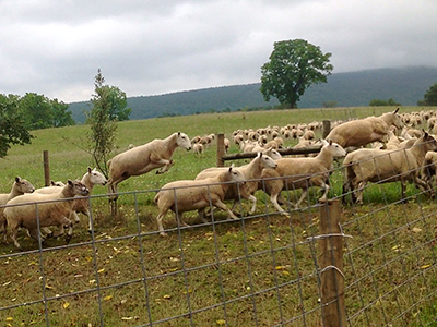 jumping sheep