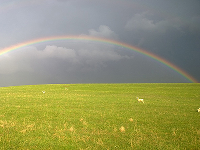 rainbow with sheep