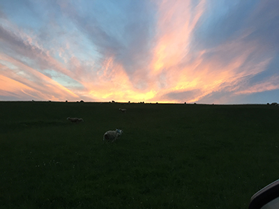 sheep silhouettes