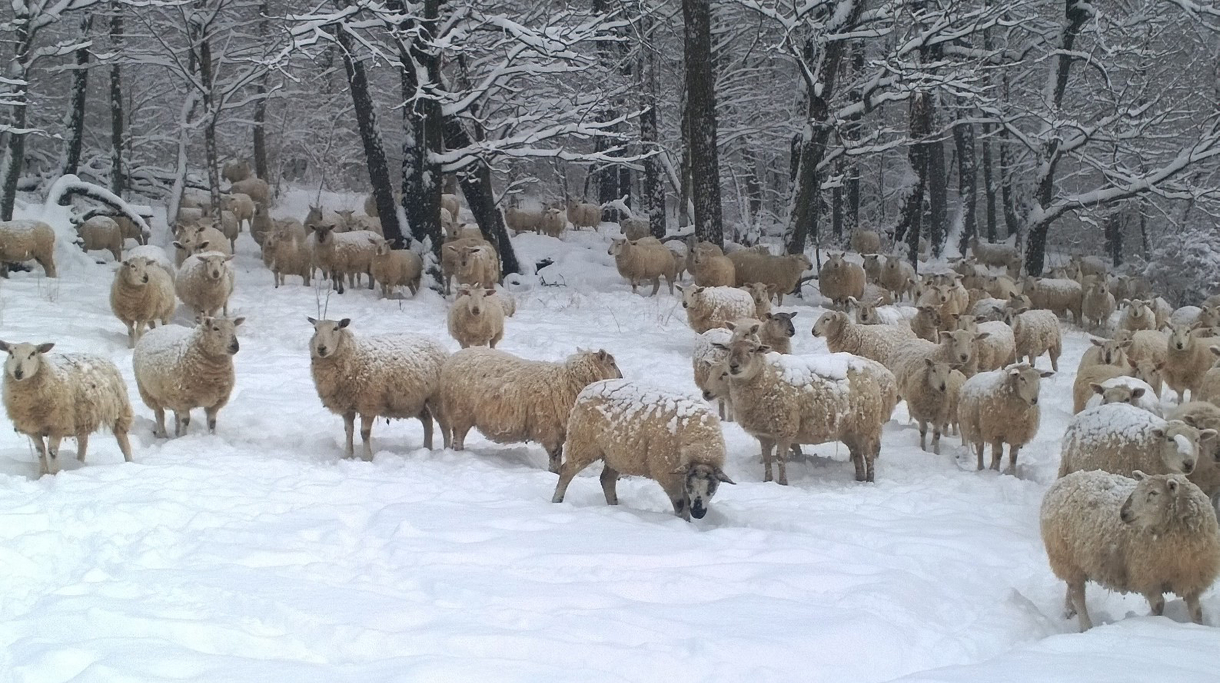 winter flock